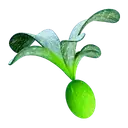 Cherimoya Rotsac